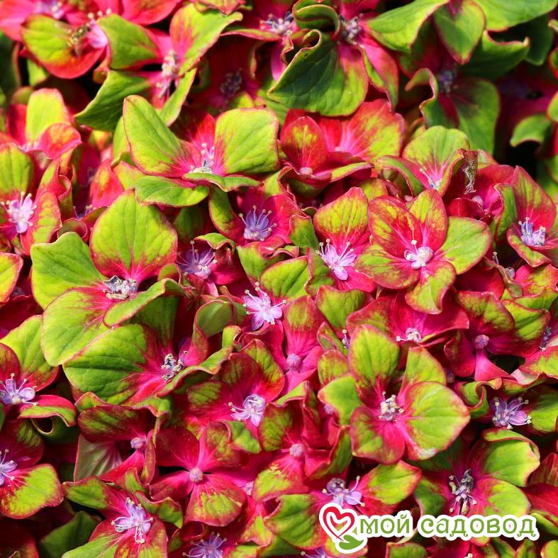 Гортензия крупнолистная Эндлесс Саммер Блашин Брайд