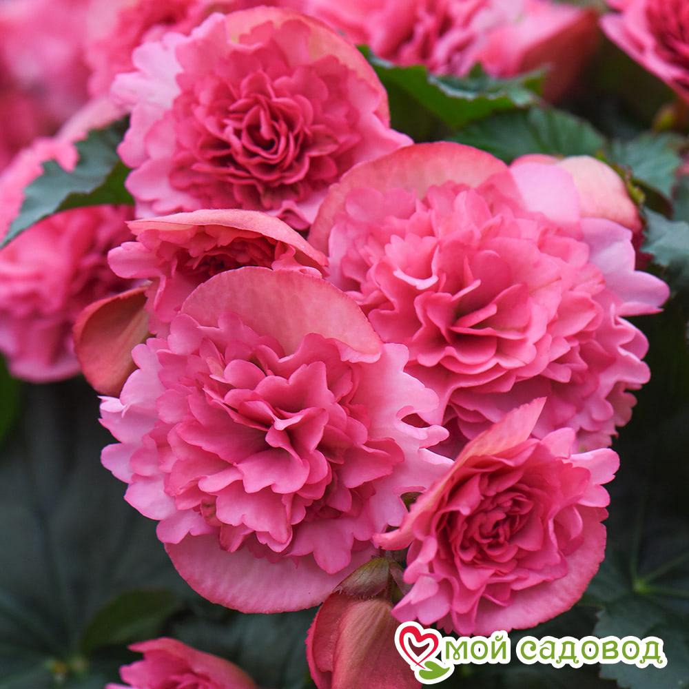 БЕГОНИЯ ДАБЛ ПИНК