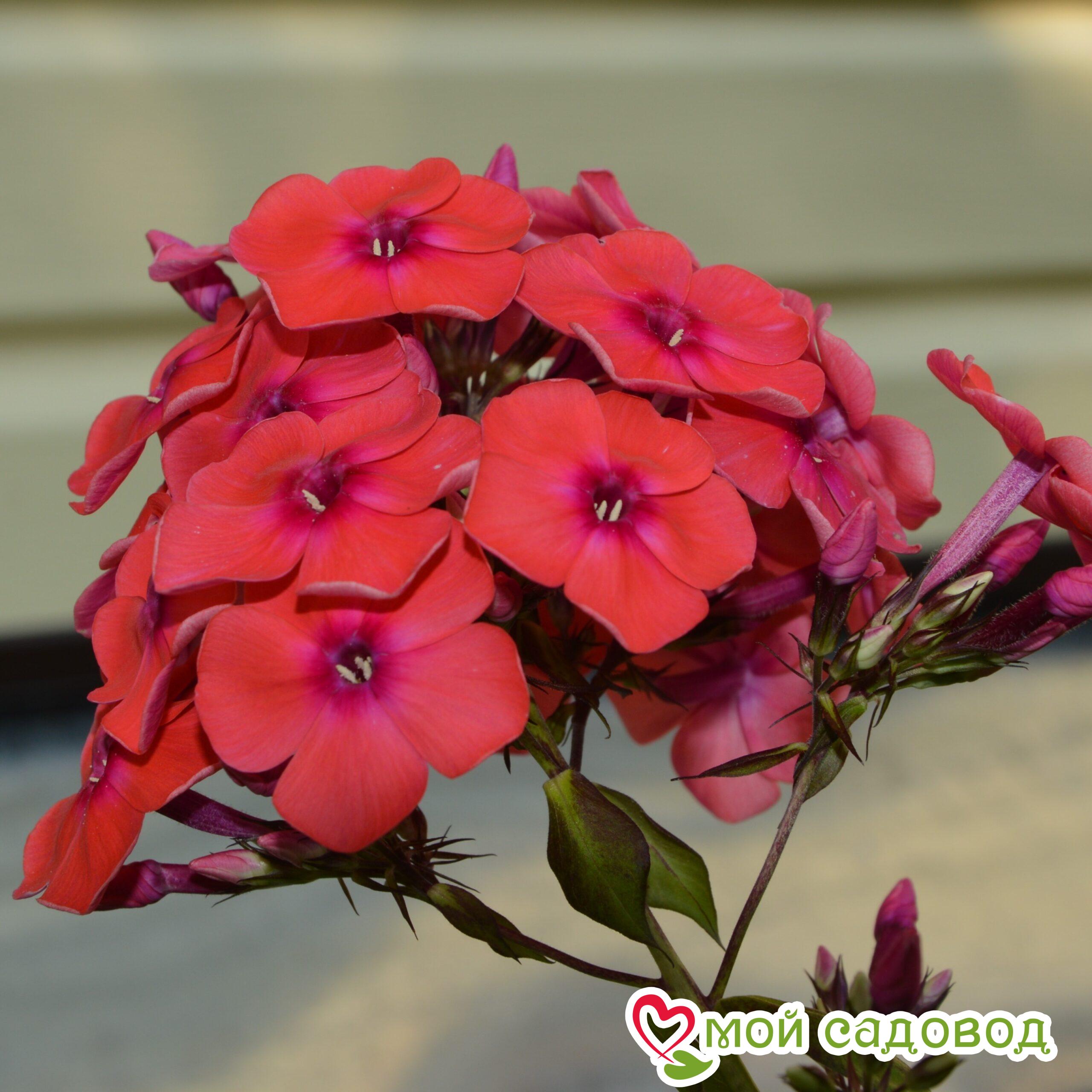 Флокс метельчатый Оранж Перфекшен