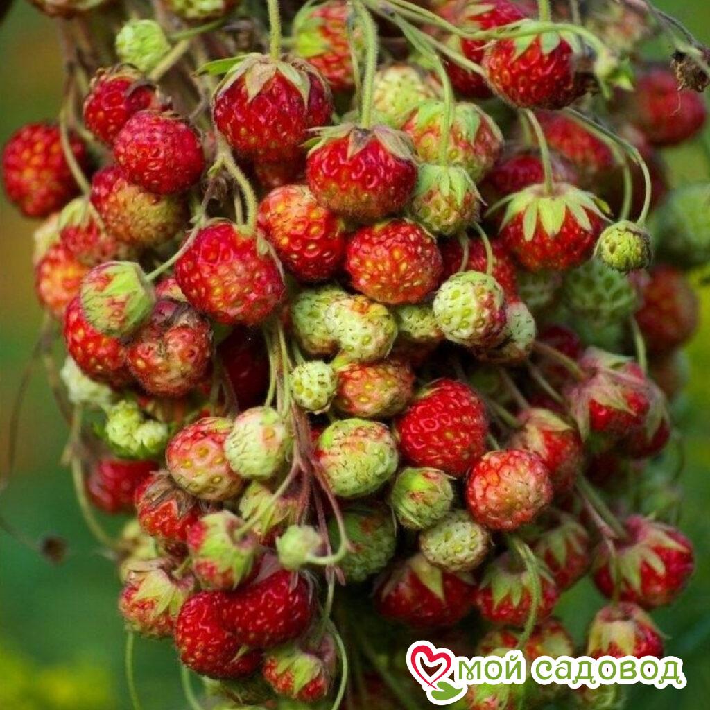 Земляника Барон Солемахер